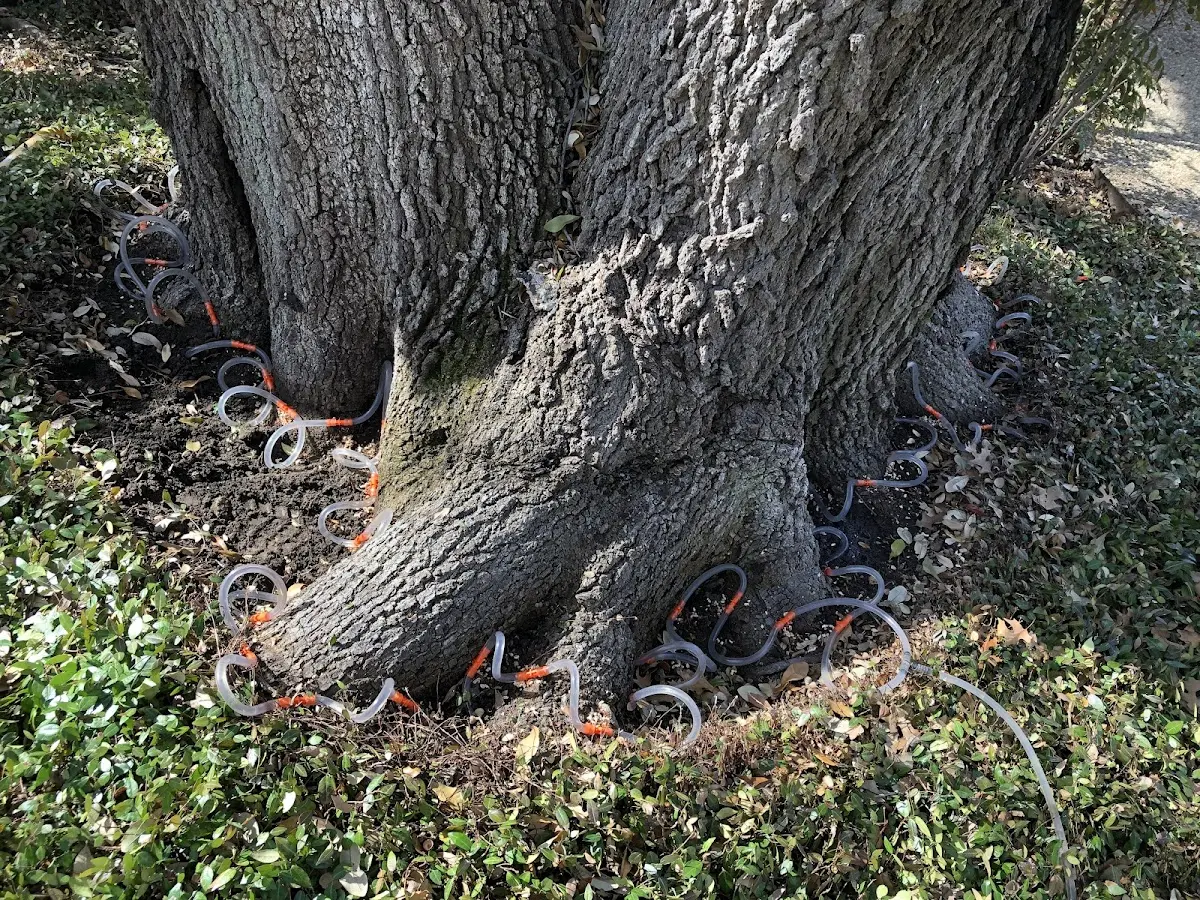 Detailed Tree Cabling and Bracing job site in Southern Pines