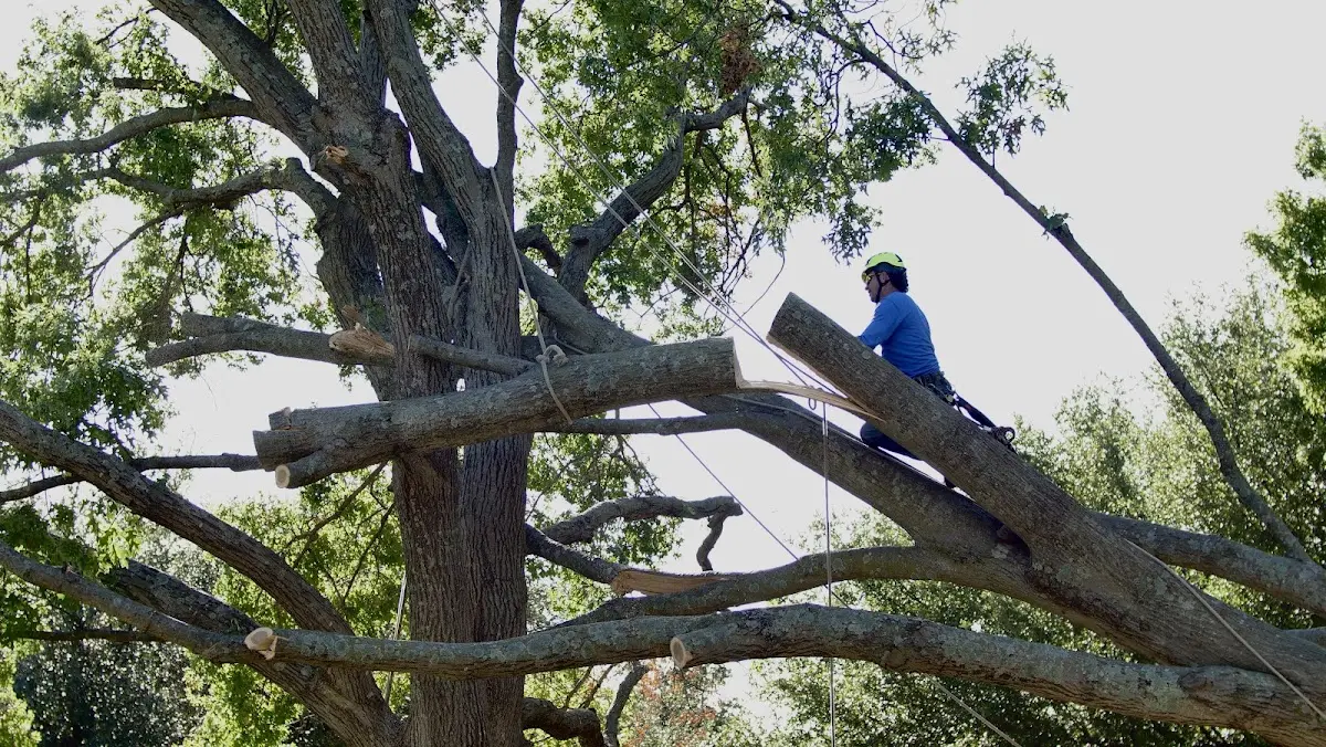 Professional Hazardous Tree Removal performed by certified arborists in Southern Pines