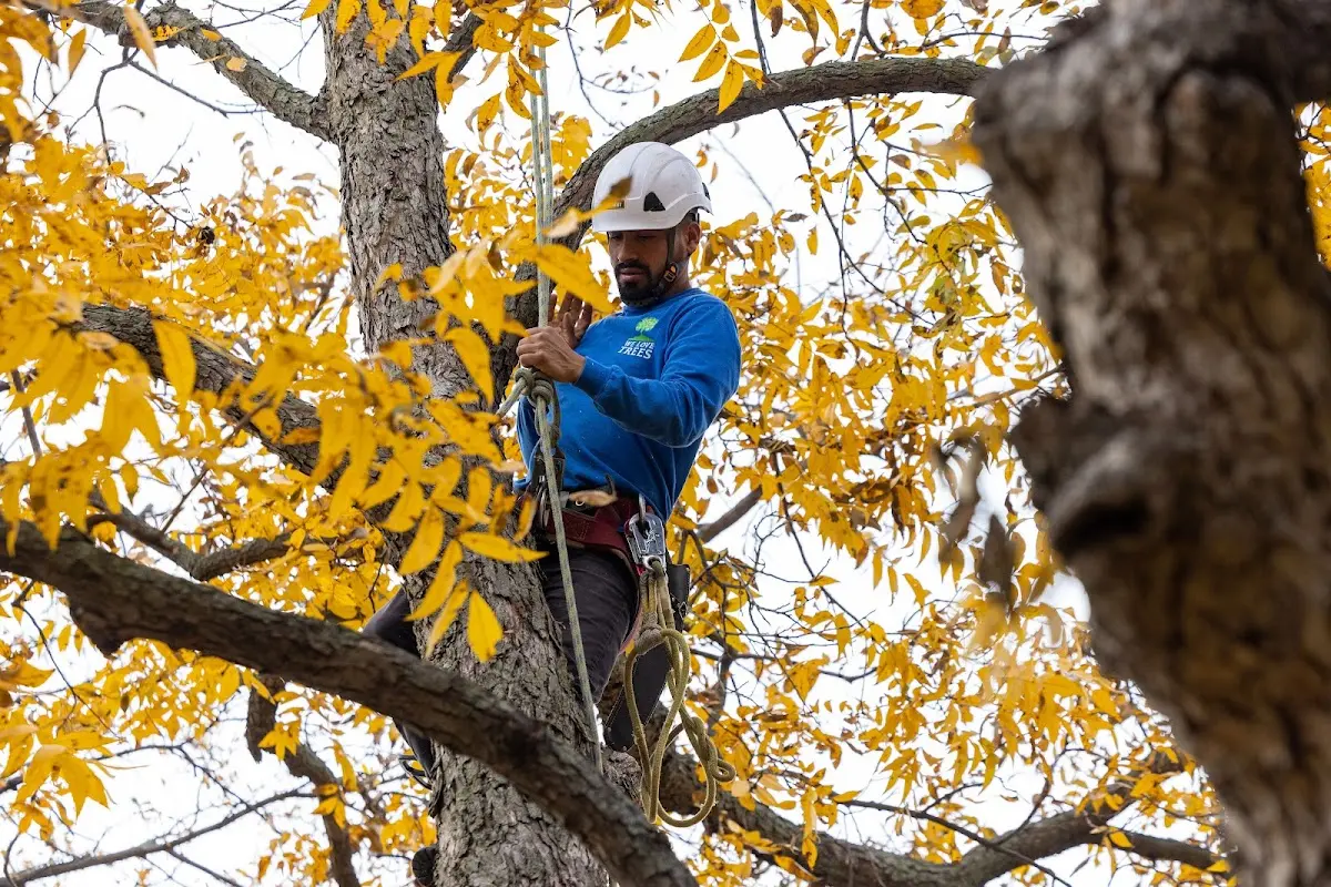 Skilled Tree Trimming crew working in Southern Pines