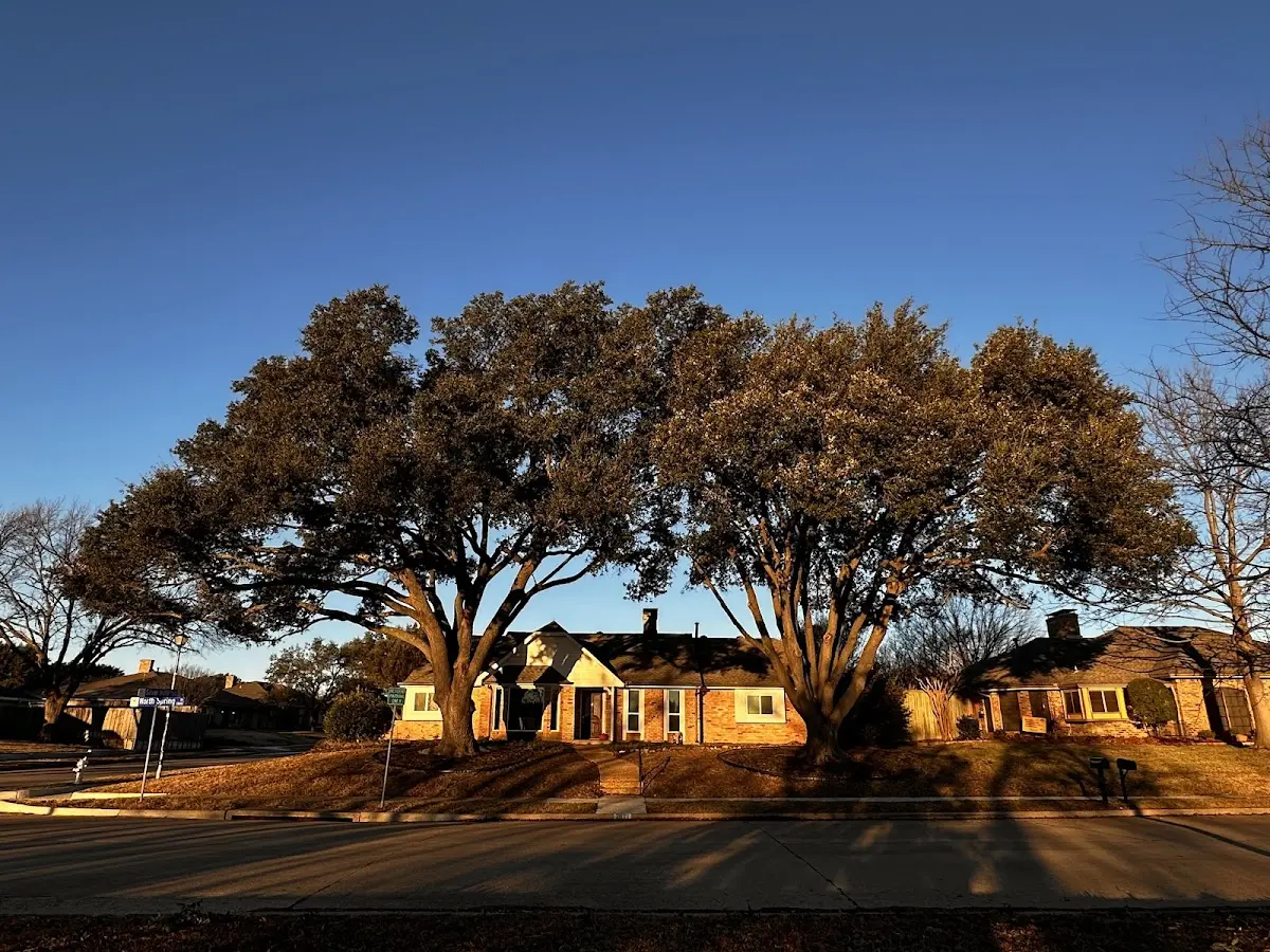 Established residential canopy tree shading a home in Southern Pines